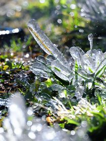 春日殘雪