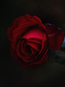 血霧—血玫瑰
