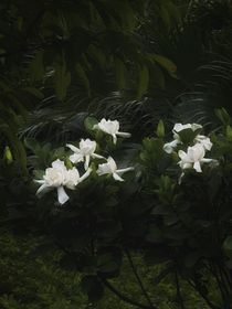 清卿日記