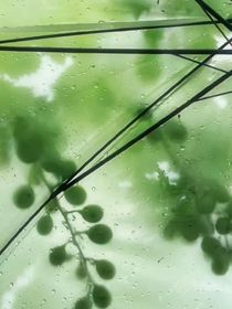 雨夏未熟桑葚