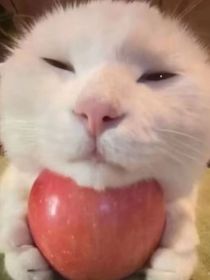 云朵耀醒的翔霖隨筆