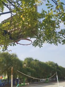 又送王孫去