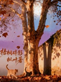 梧桐碎影