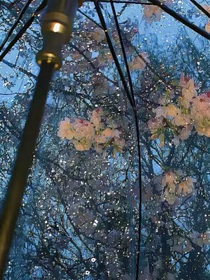 枯木雨舟