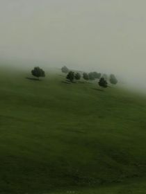 綠樹