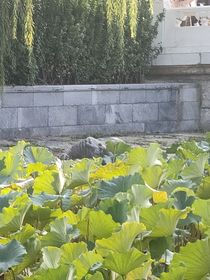 報告皇帝，后花園走水了
