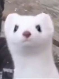 故事集：項鏈