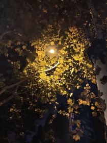 我將滿天星撒向夜空