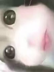 我喜歡的魚叫做平安