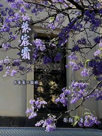 紫宸霜