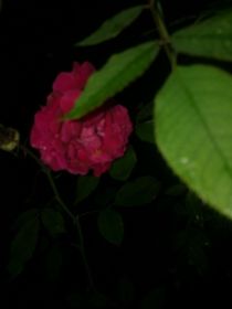 時(shí)之所彤