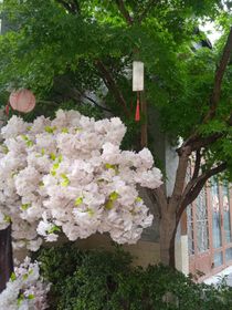 桃花小说
