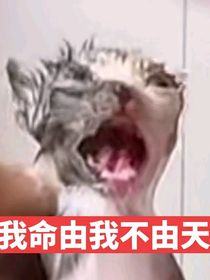 怪盜和偵探
