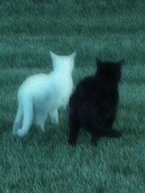 同在异乡渡旧河