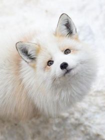 一只治愈我的小狐狸