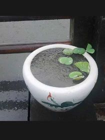 曦澄：湖畔不知荷花紅