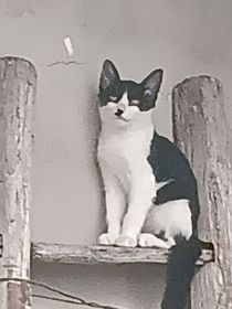 老九门之陈皮阿四的女儿