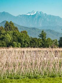 比缅甸白家更残暴的是？