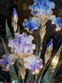 神奇宝贝：森川柚叶之旅