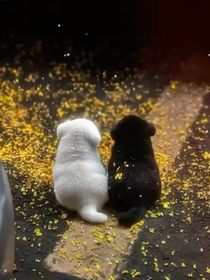 班级规则怪谈上