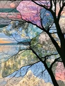 凹凸：风铃草的盛开