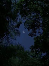 月色搖晃樹影