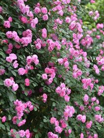 師兄啊師兄：薔薇之戀