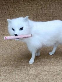 Z5润余童：我的夫人是祖奶奶