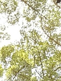 海棠味的桂花糕