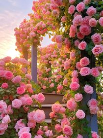 心動(dòng)7：愿我如星君如月