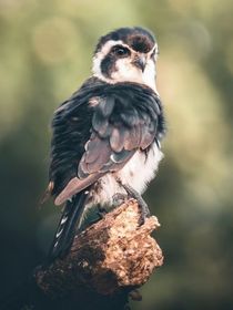 白渊的自言自语——随笔