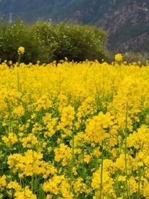 假如冰公主和白光莹是王默的娃娃