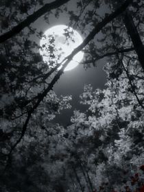 豬豬俠：暗靈王者