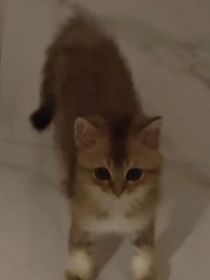 三国，我谭珵只是棋子？