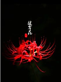 彼岸花永世不能相見(jiàn)的愛(ài)