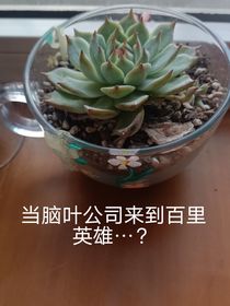 當(dāng)腦葉公司來到百煉英雄……？