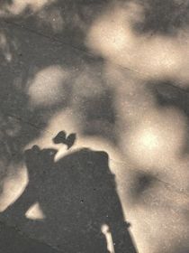 幾片銀杏葉的影子