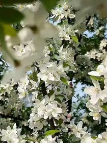 追風(fēng)捕影：逆光潛行