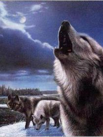 狼王夢之回籠的夢境