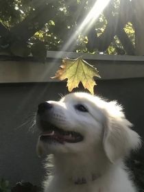 小七隨筆集……