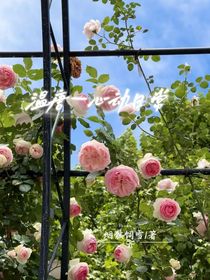 溫唐——心動日常