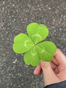 暗戀嗎？一場青春的賭局