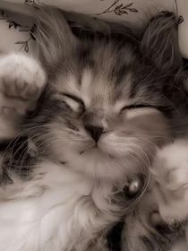 和死对头穿书之怎么是gay文啊