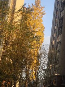 以你之名，囚我余生