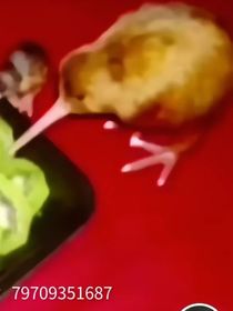 逃離幽焰鎮(zhèn)