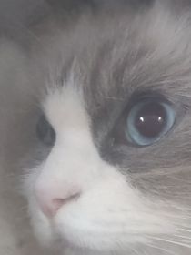 貓武士——夢言預(yù)事（英文版）