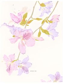 紫荊花開呀開，開到了我的夢里