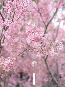 江惜和蓝清的恋爱日记