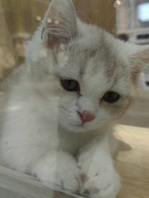 病猫幻日之MC不死军团版