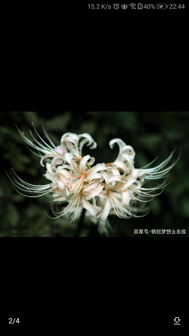 蓝色彼岸花,现实中并不存在,它的花语是死亡和颠沛流氲的爱.